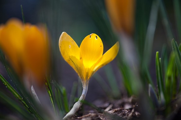 crocus