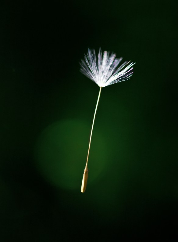 dandelion seed