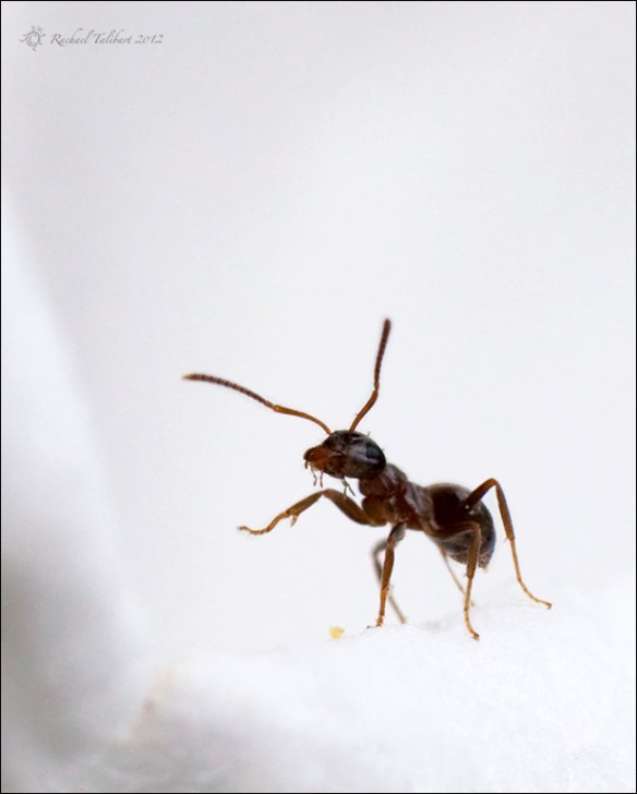 Ant appearing to wave