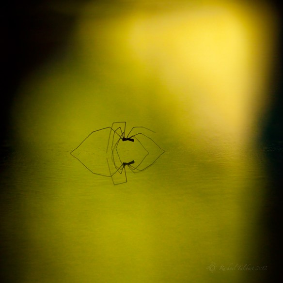 spider and reflection