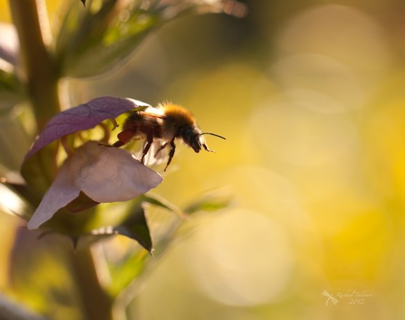 bee taking off