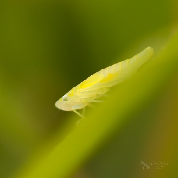 graphocephala fennahi