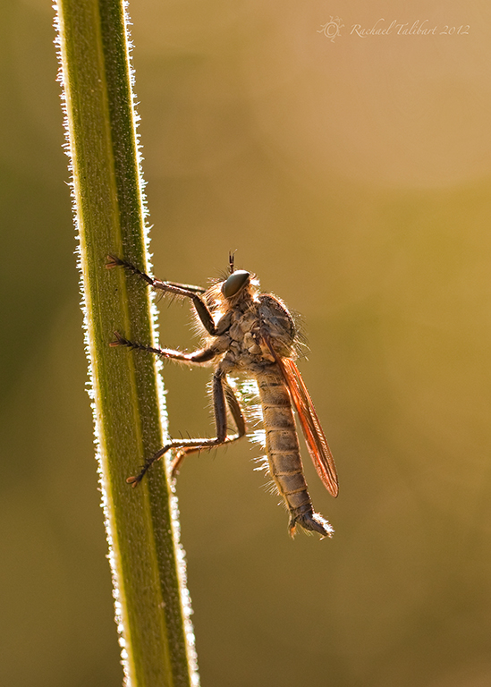 Robber fly machimus atricapillus