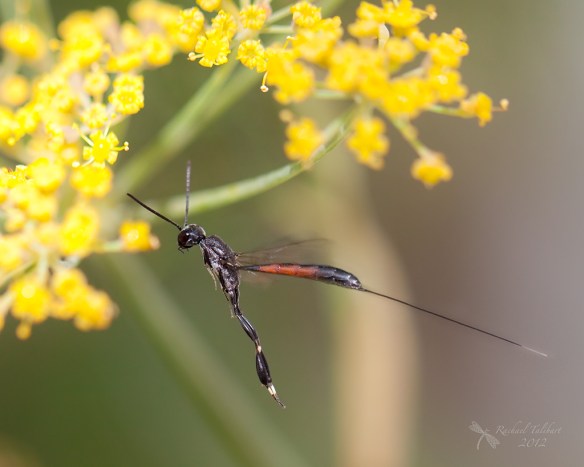 Ammophila