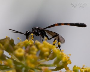 ammophila