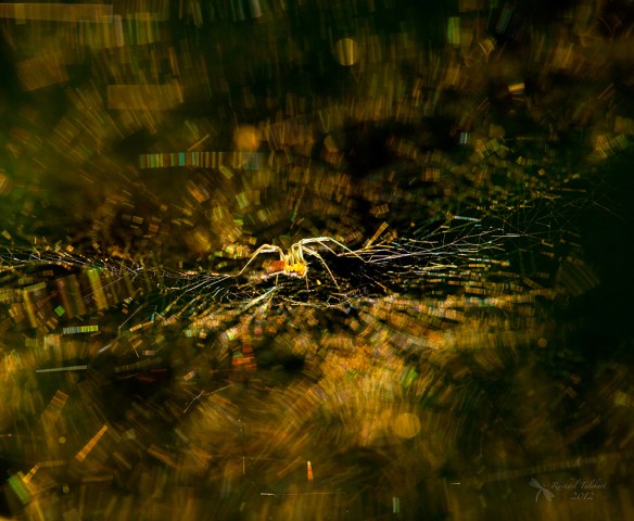 spider and web in evening light