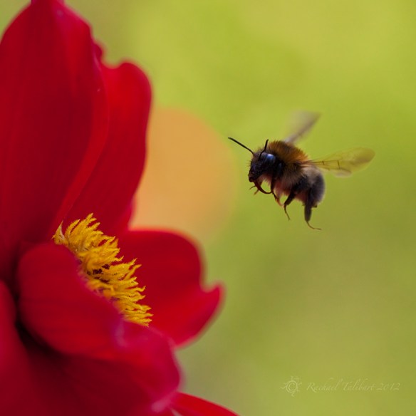 bumble bee and dahlia
