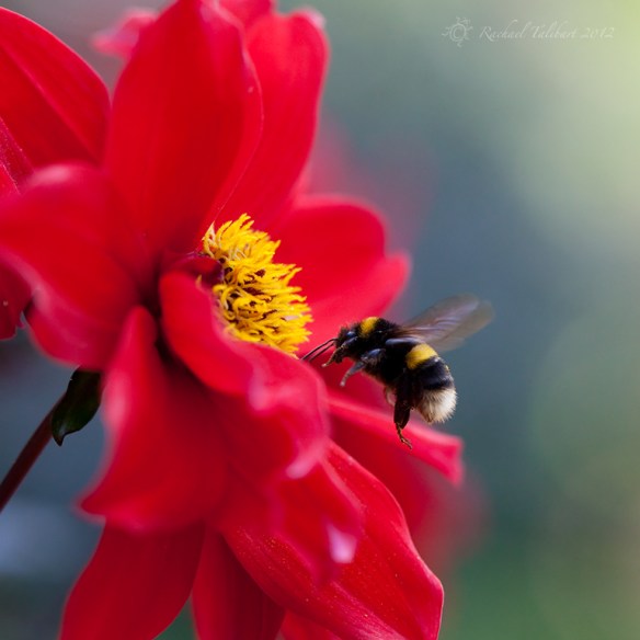 bumble bee approaching dahlia flower