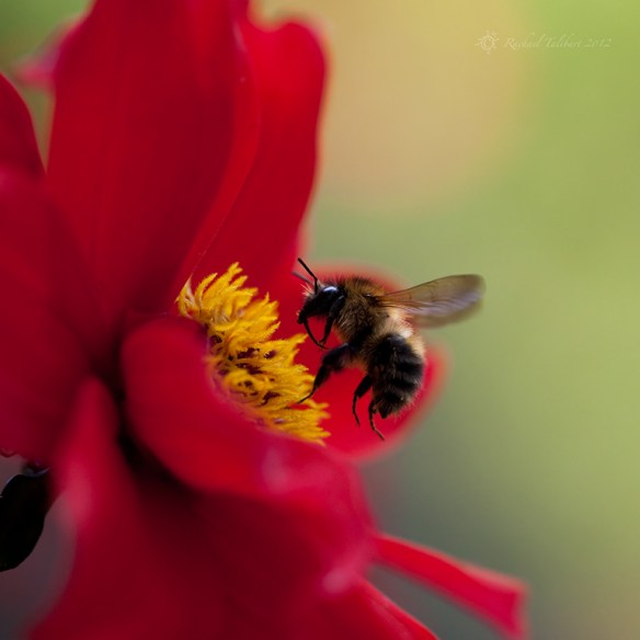 bumble bee and dahlia