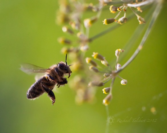 bee flying towards fennel flowers