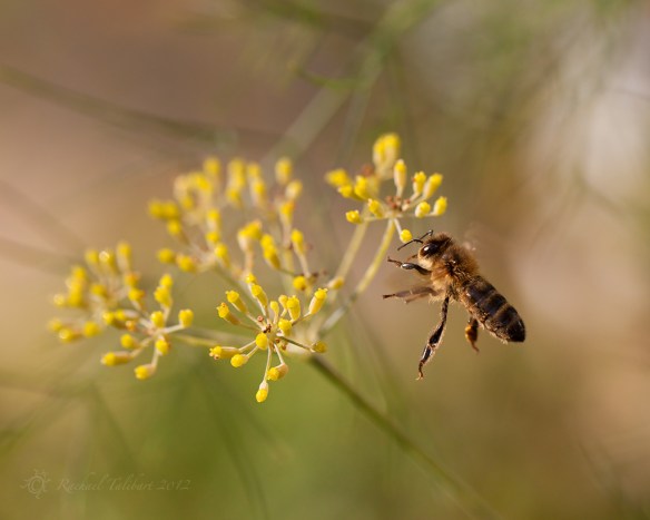 flying bee