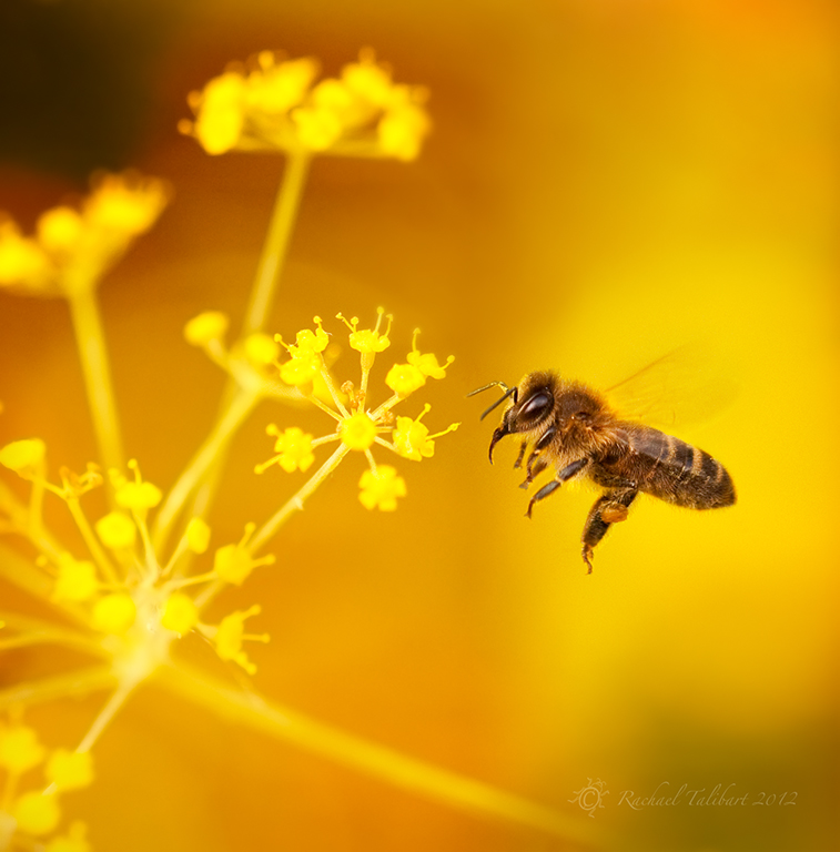 mid-flight bee