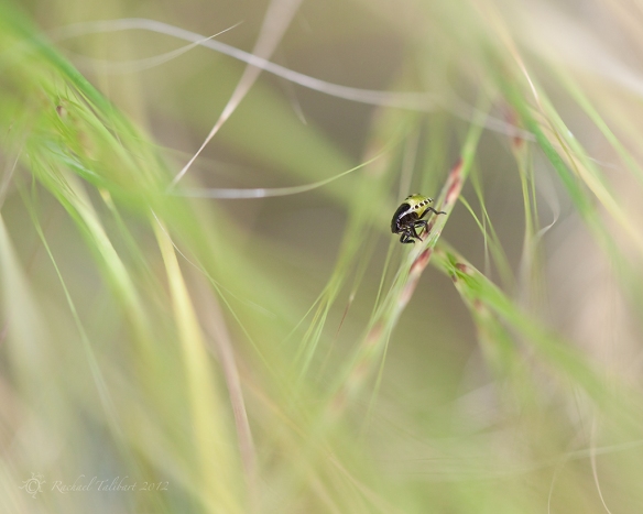 second instar green shield bug in grass