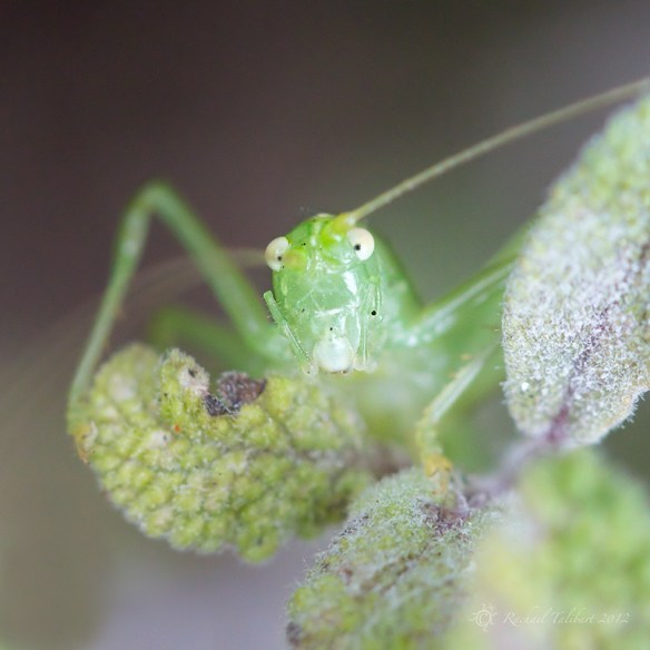 Belligerent Stare speckled bush cricket