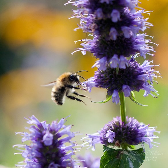 a carder bee on purple flower