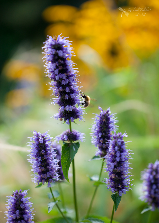 Garden colour and bee