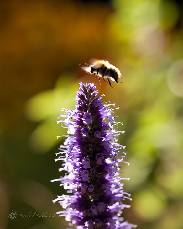 carder bee hovering over spearmint