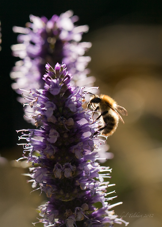 carder bee on spearmint flowers