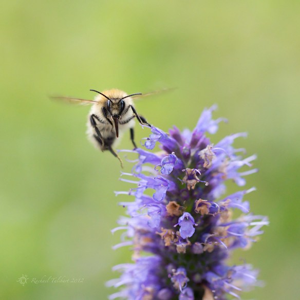 Agastache 'Blackadder'