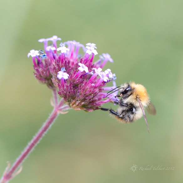 bee on purple flowers