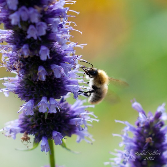 bee on purple flowers