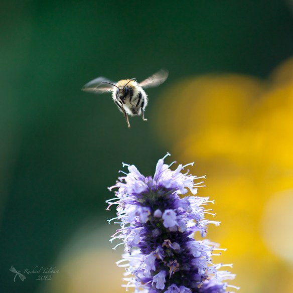 a carder bee takes off from a purple flower