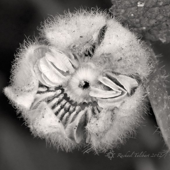 Hollyhock seedhead sepia macro