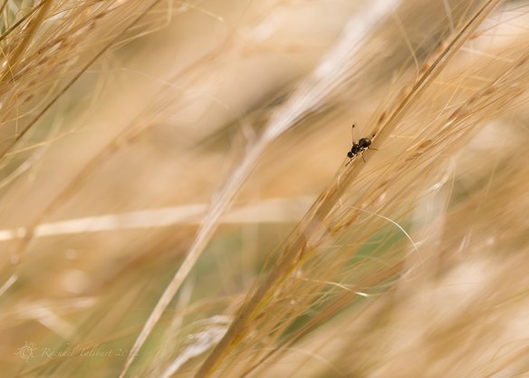 In the grasses fly in golden grass
