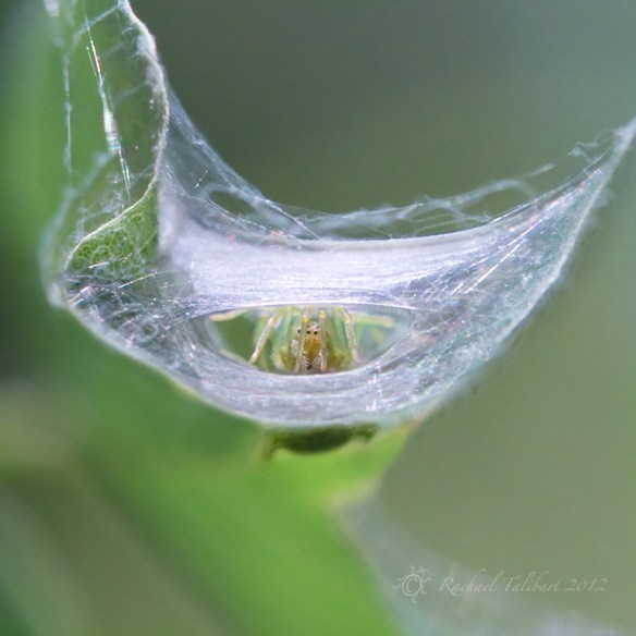 Cucumber green orb spider