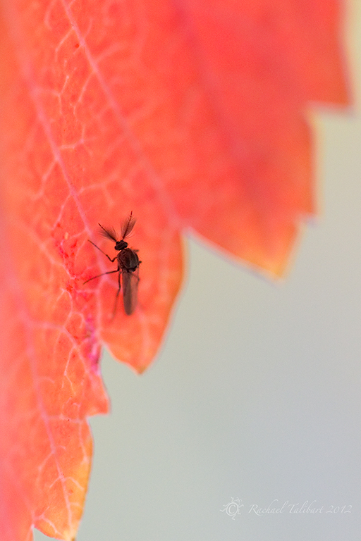 insect on leaf