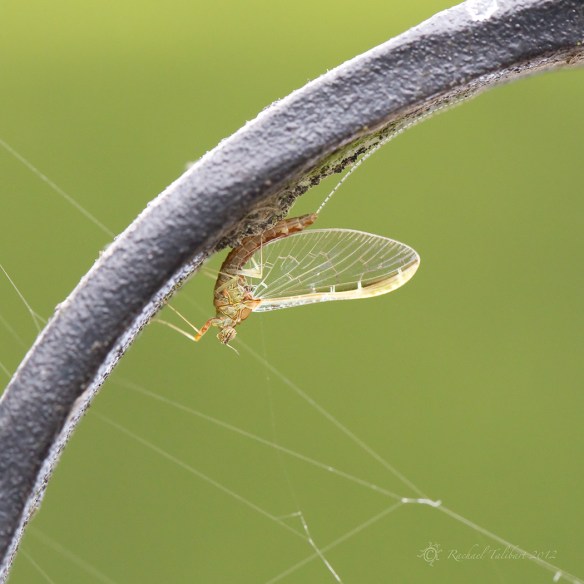 River Fly Insect on gate