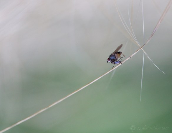 Tightrope fly and prey on grass