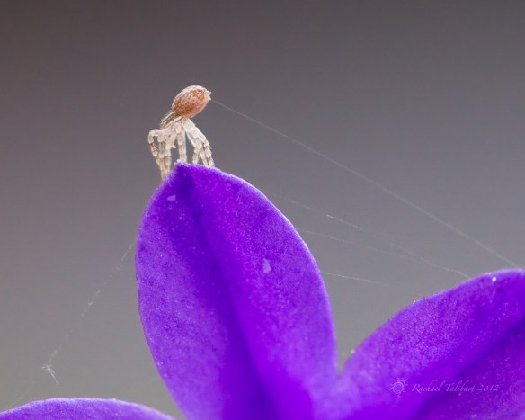 A tiny spider weaves its web