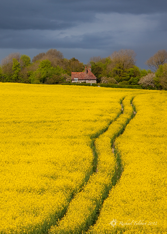cottage and rapeseed field, Alfriston, East Sussex
