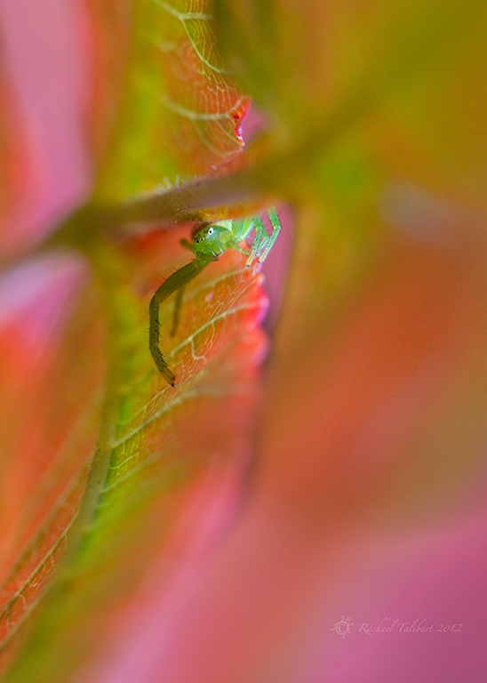 green and red spider 