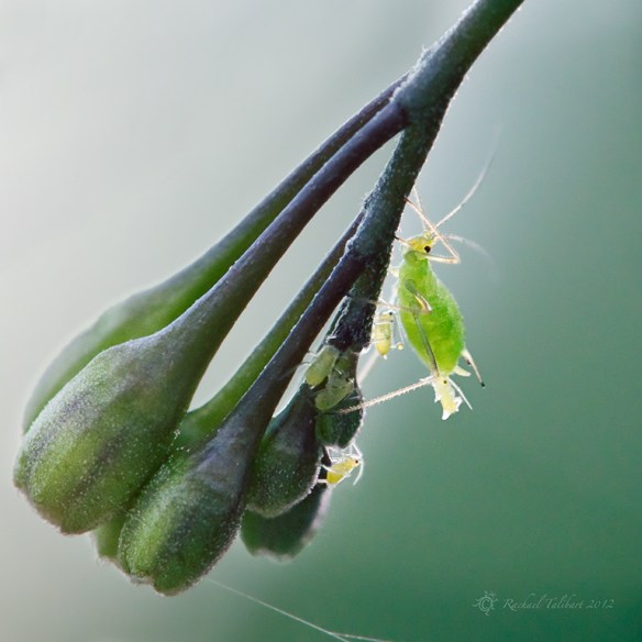 aphids