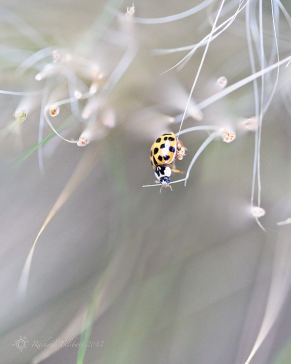ladybird
