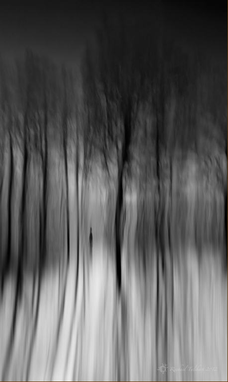 panned winter forest