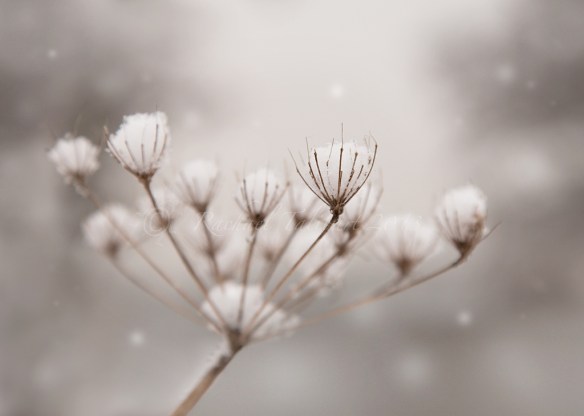 snow macro