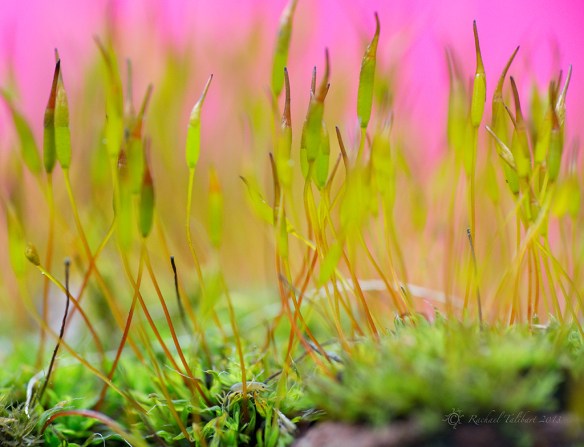springtail in moss