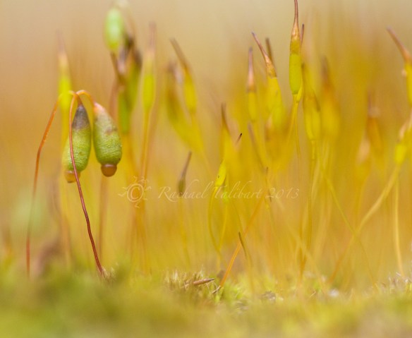 moss macro