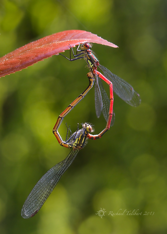 insects mating