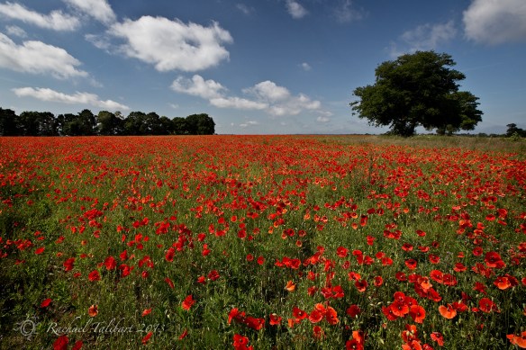 poppy field