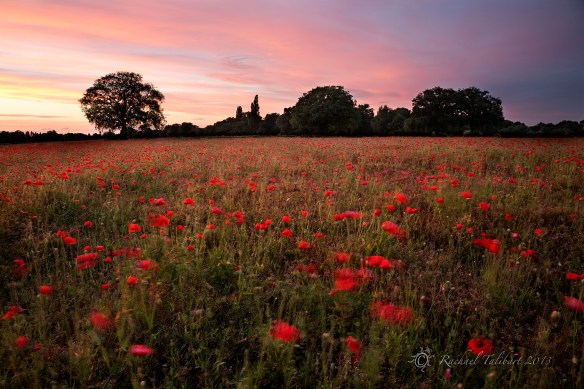 poppy field at dusk