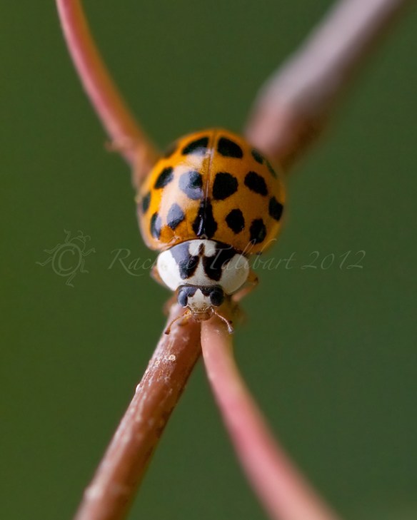ladybird
