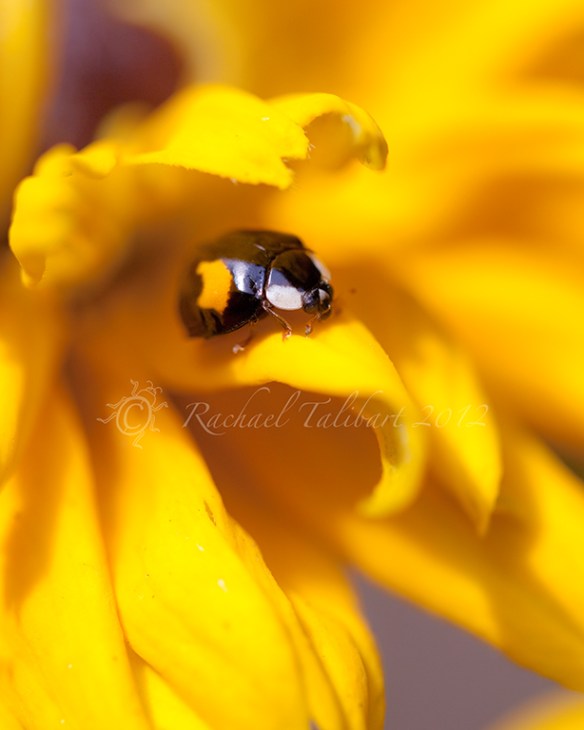 ladybird on yellow flower