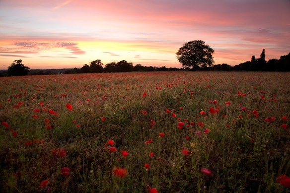 poppy field at dusk