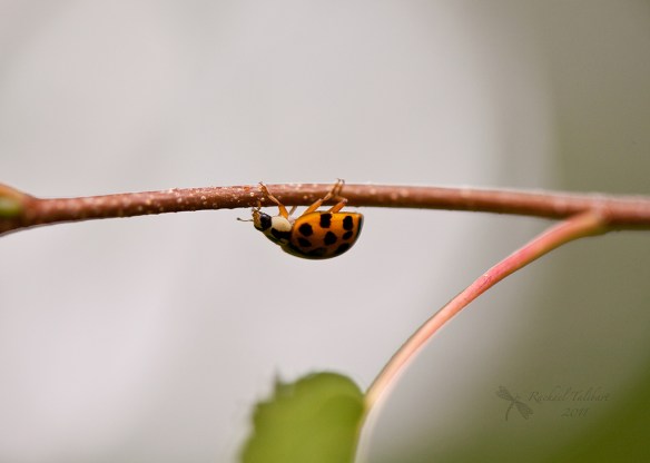 ladybird