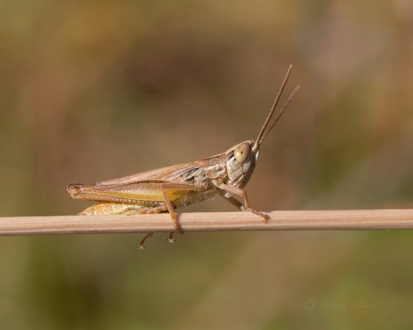 Grasshopper