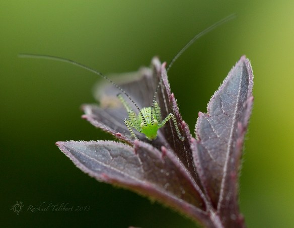 speckled bush cricket